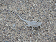 Phrynocephalus maculatus