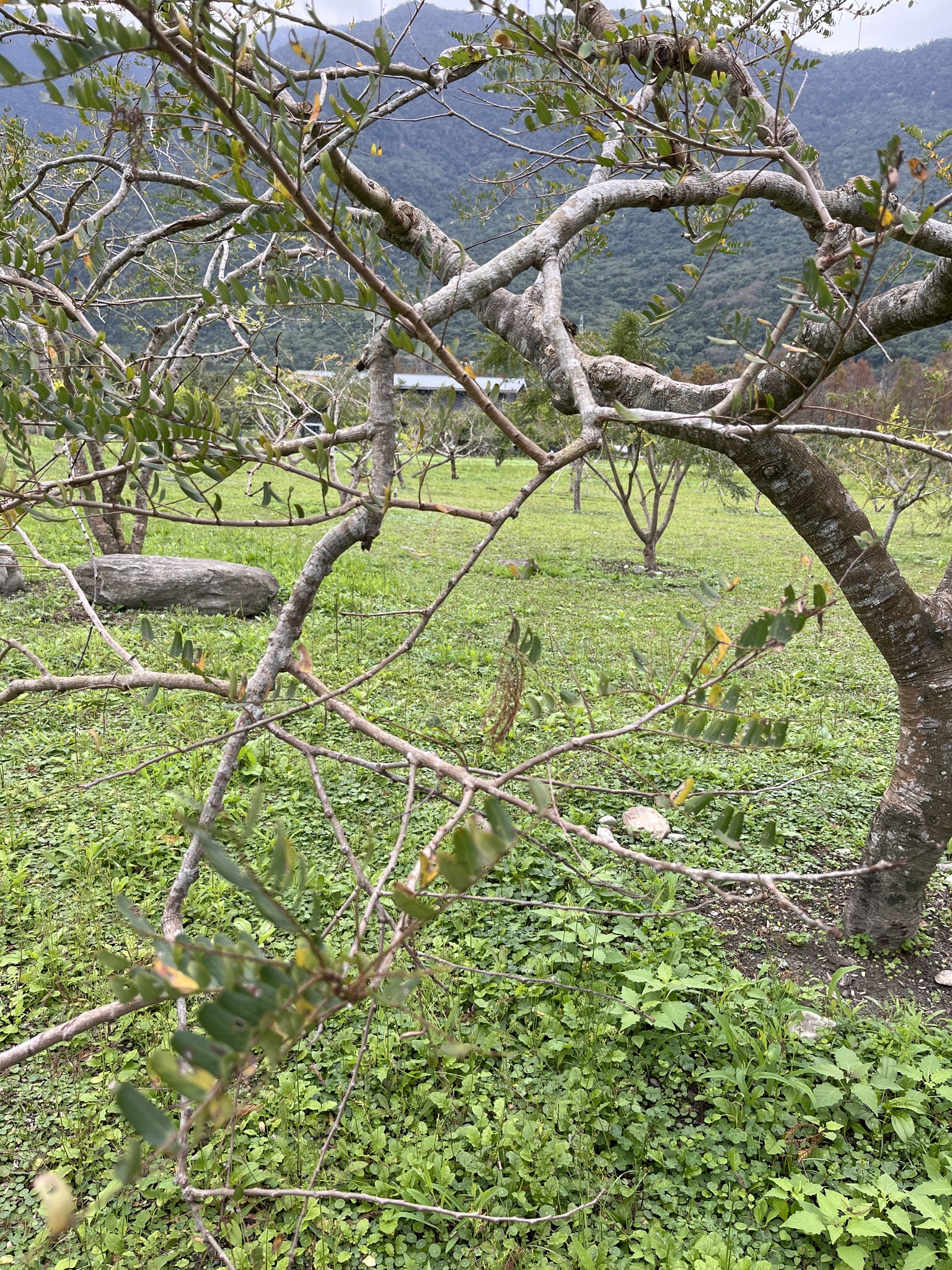 Imagem de Amla