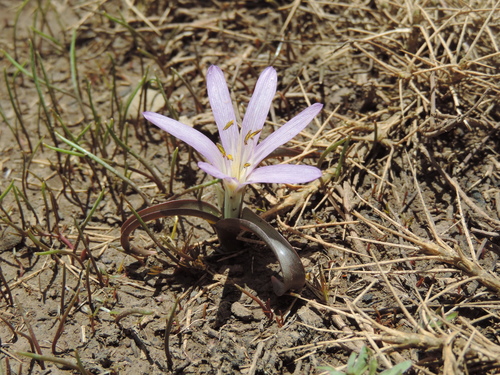 Colchicum wendelboi