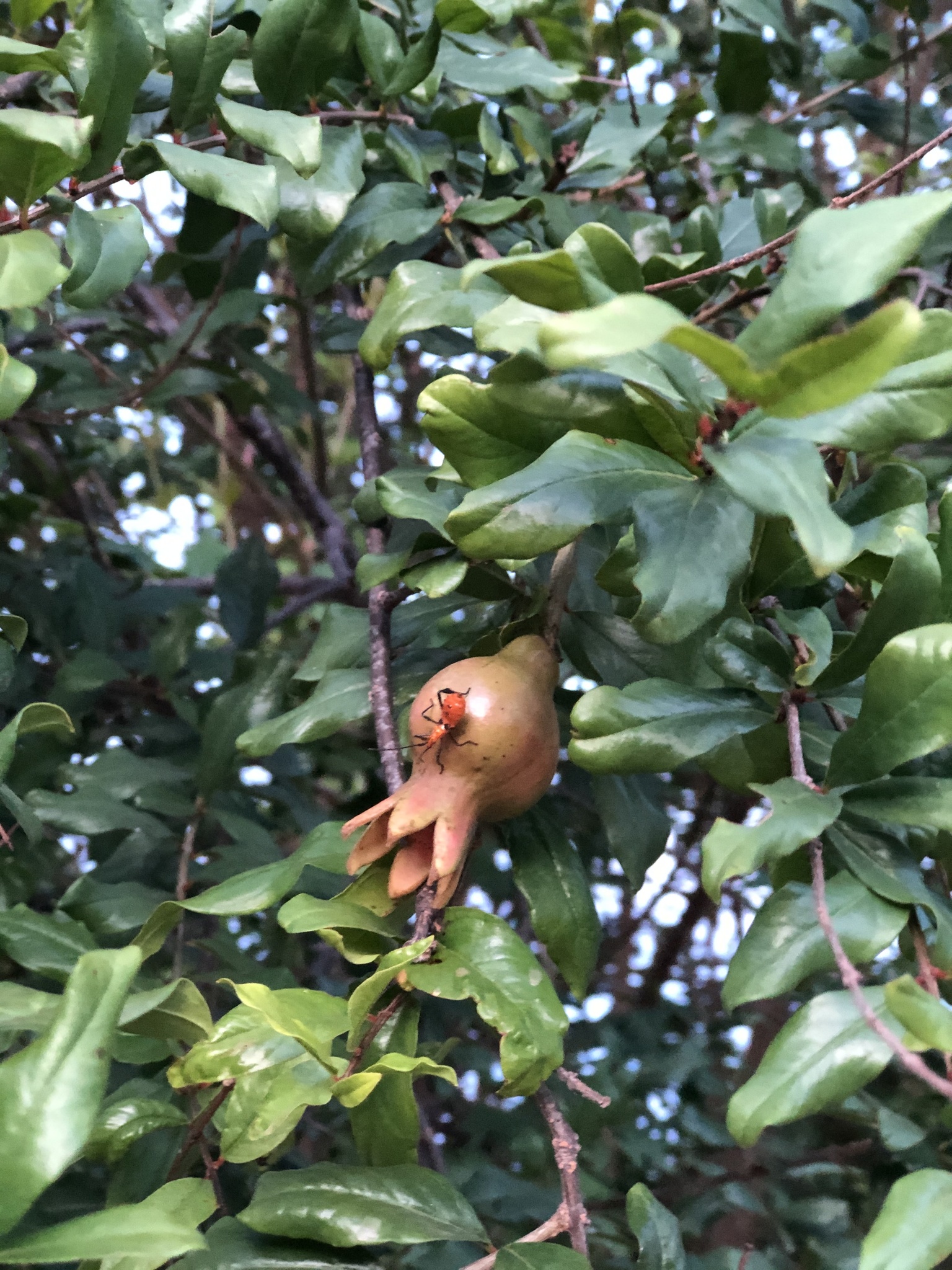 Punica granatum