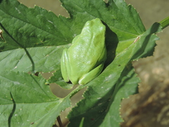 Hyla savignyi