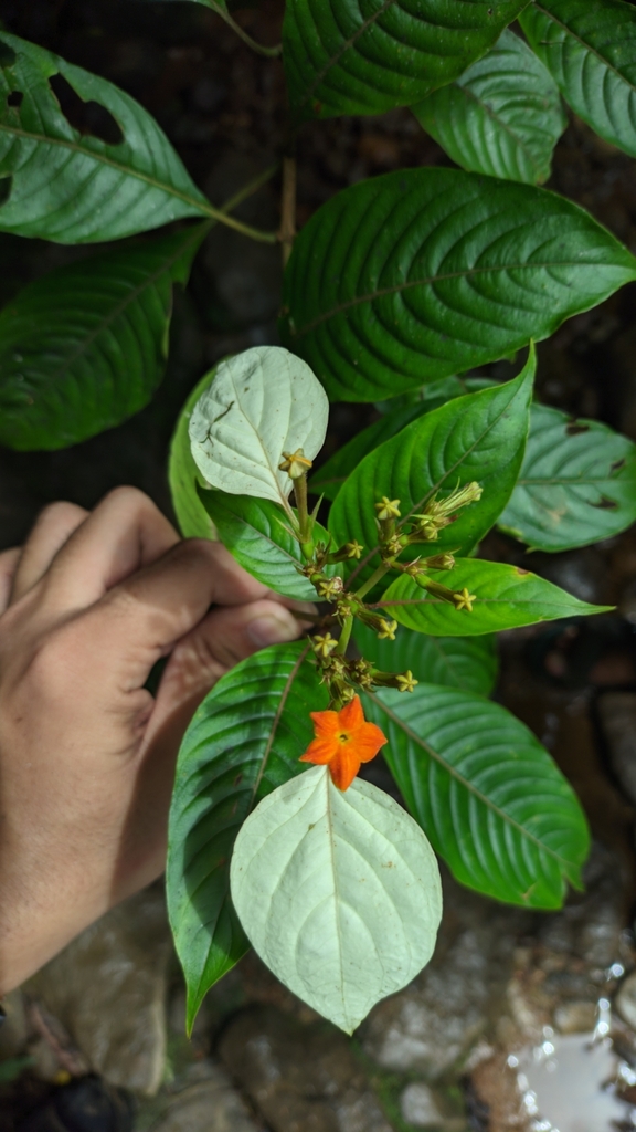 Kingkilaban (Mussaenda frondosa)