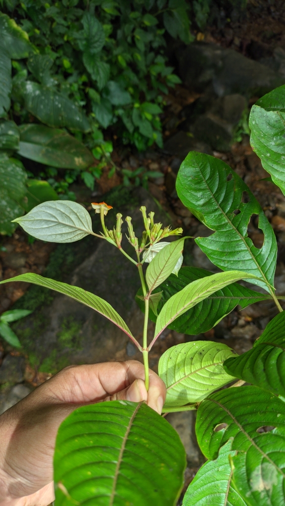 Mussaenda frondosa (Mussaenda frondosa)