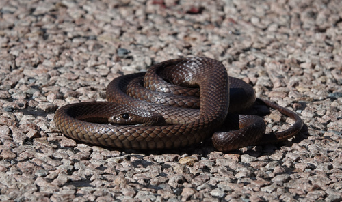 Eastern Brown Snake sighting
