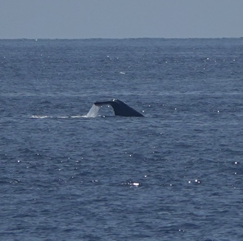 Sperm whale