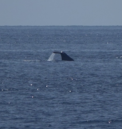 Sperm whale