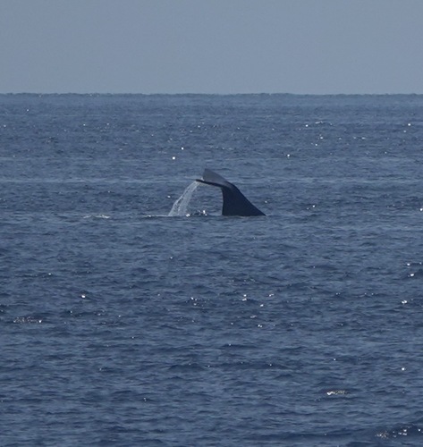 Sperm whale