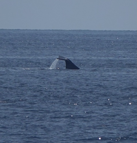 Sperm whale