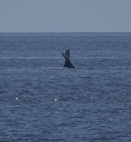 Sperm whale