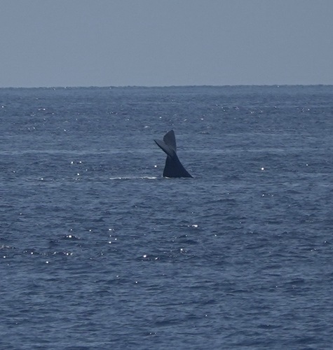 Sperm whale