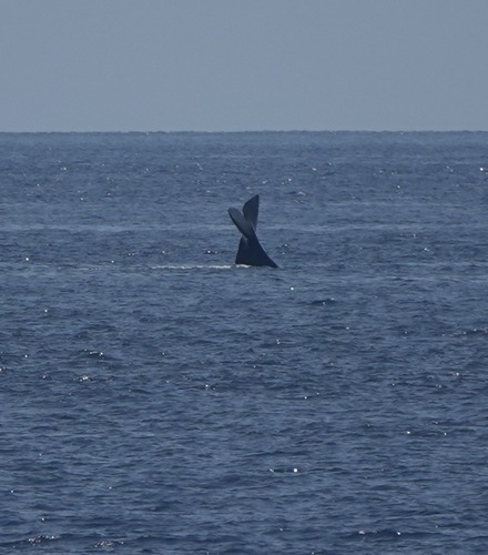 Sperm whale