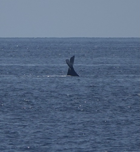 Sperm whale