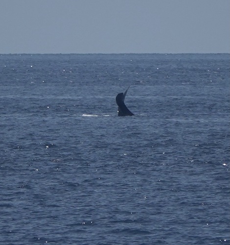 Sperm whale