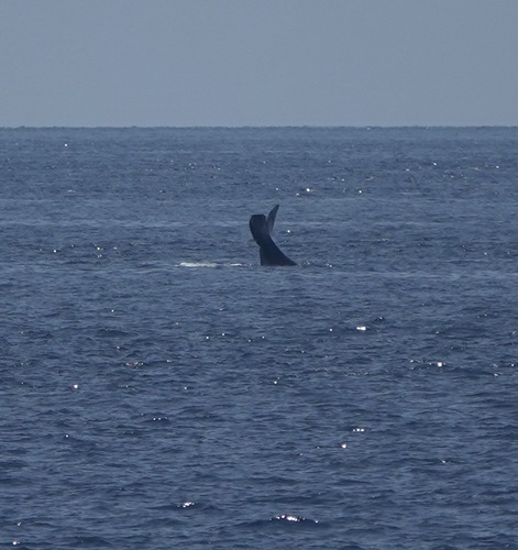 Sperm whale