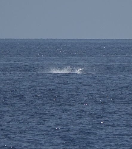 Sperm whale