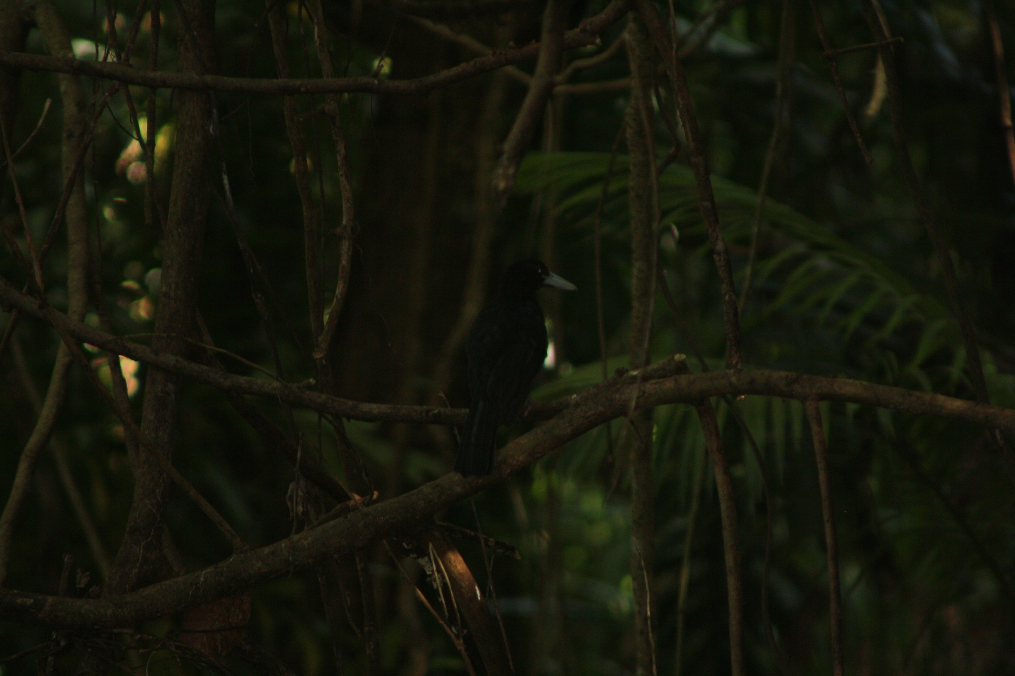 Black Butcherbird (Melloria quoyi), photo 8