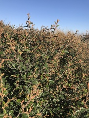 Pomaderris paniculosa