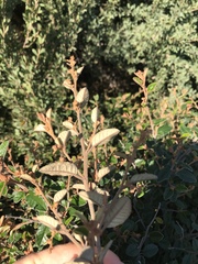 Pomaderris paniculosa