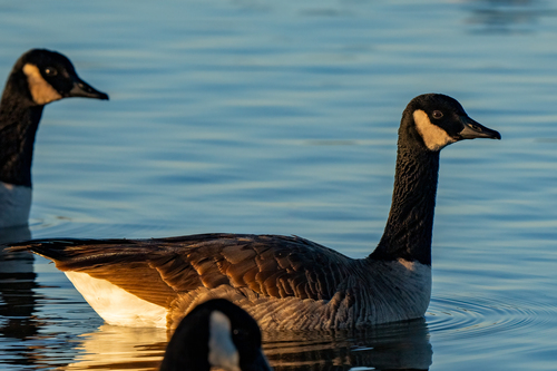 iNaturalist observation photo of Canada Goose