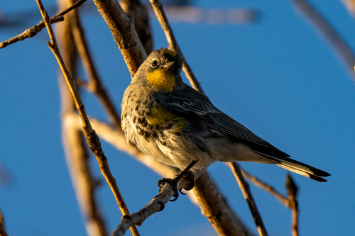 iNaturalist observation photo of Yellow-rumped Warbler
