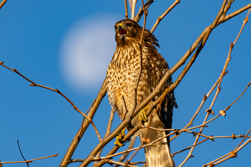 iNaturalist observation photo of Red-shouldered Hawk