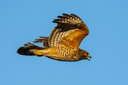iNaturalist observation photo of Red-shouldered Hawk