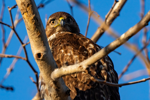iNaturalist observation photo of Red-tailed Hawk