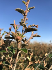 Pomaderris paniculosa