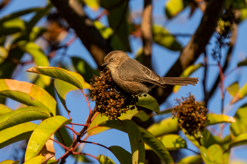 iNaturalist observation photo of Bushtit