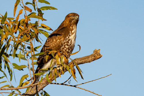 iNaturalist observation photo of Red-tailed Hawk