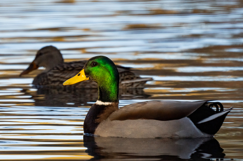 iNaturalist observation photo of Mallard