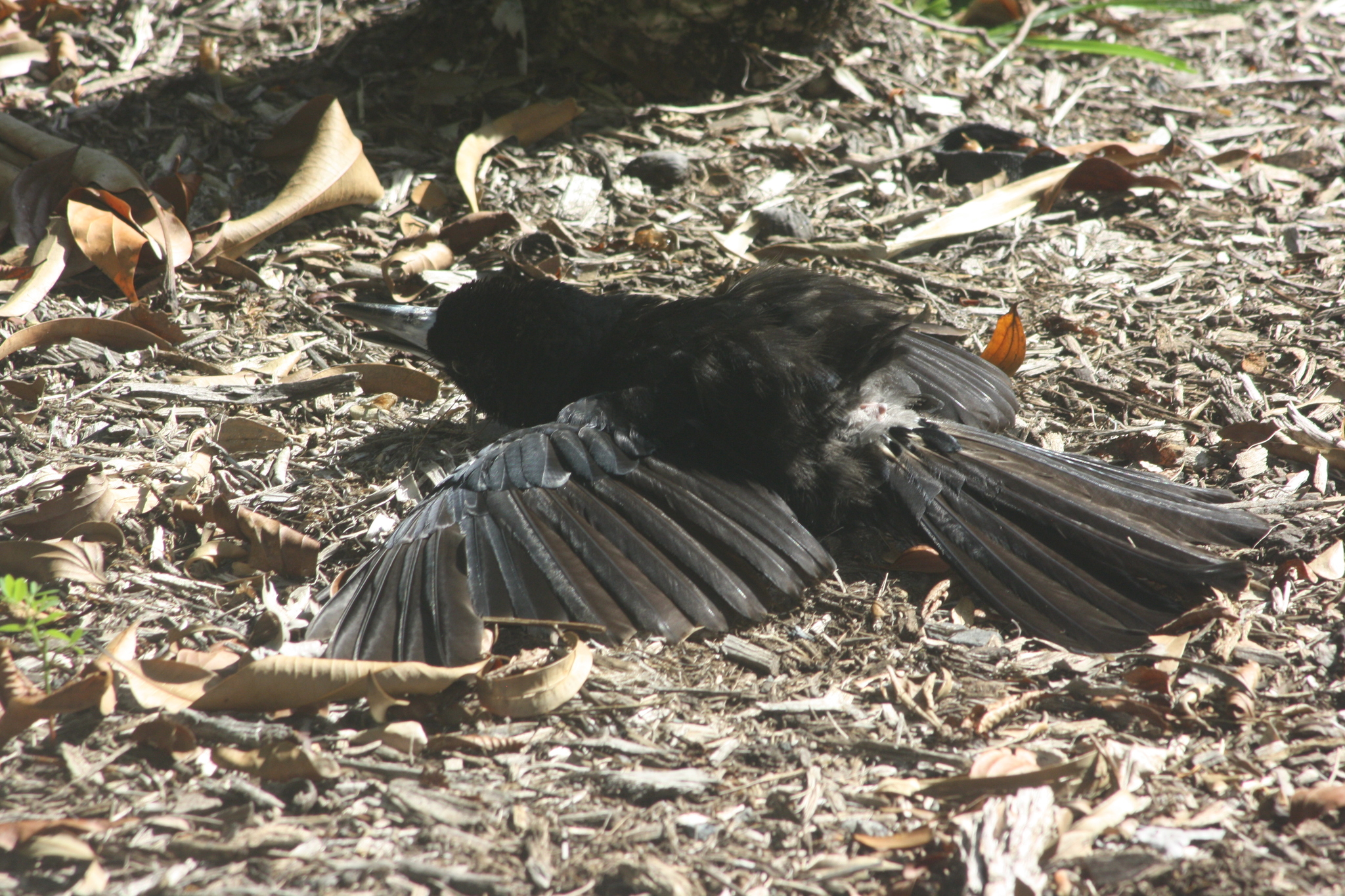 Black Butcherbird (Melloria quoyi), photo 9
