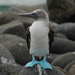 Galápagos Blue-footed Booby - Photo (c) Dave Govoni, some rights reserved (CC BY-NC-SA)