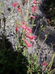 Penstemon baccharifolius