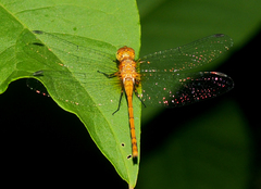 Sympetrum rubicundulum