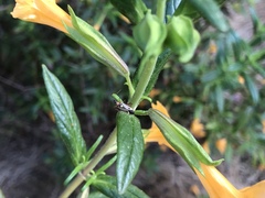 Closterocoris amoenus