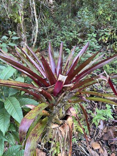 Foto de Tillandsia