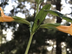 Closterocoris amoenus