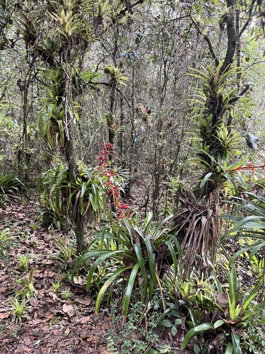 Foto de Tillandsia