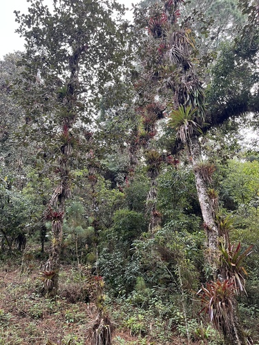 Foto de Tillandsia
