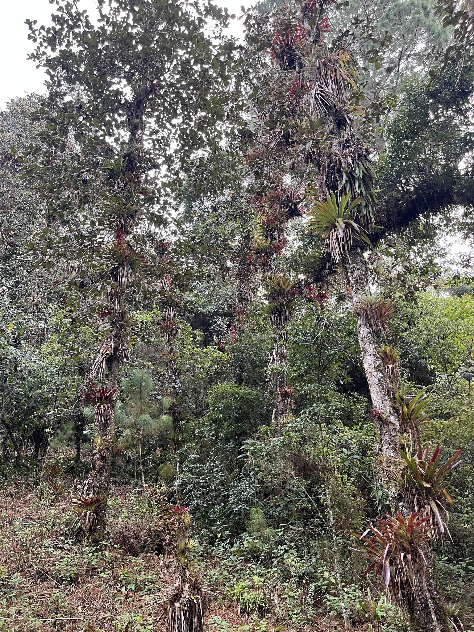 Imagem de Tillandsia