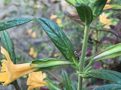 Closterocoris amoenus