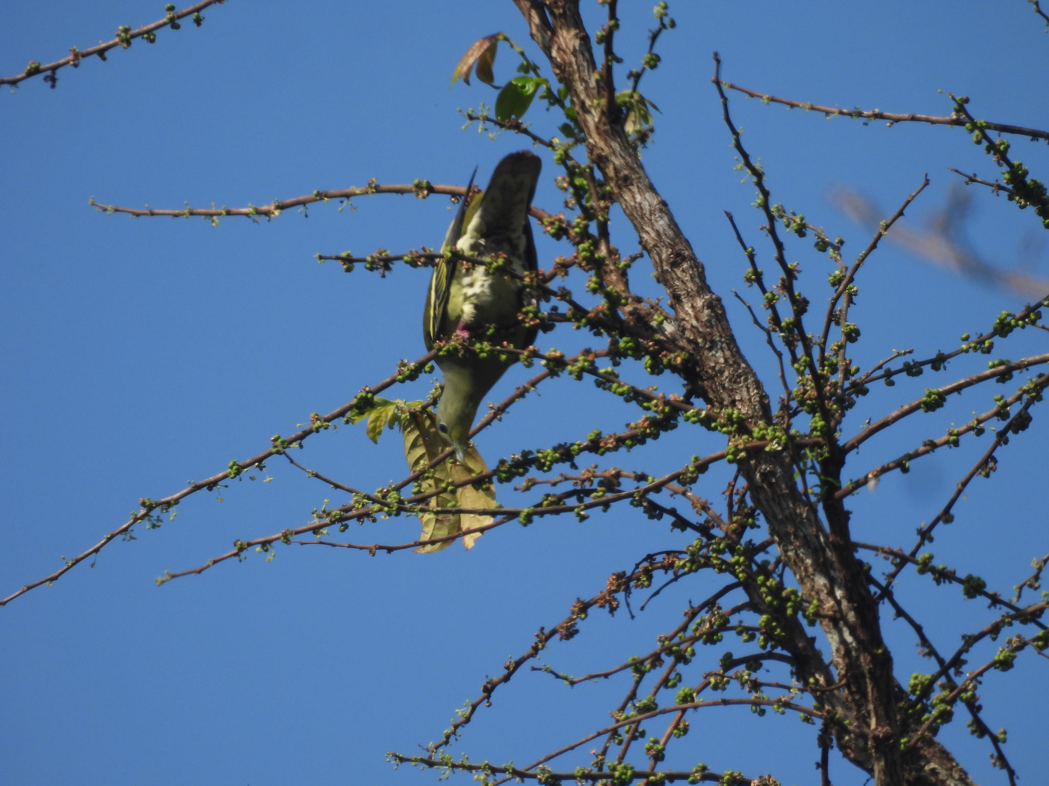 Grey-fronted Green Pigeon (Treron affinis), photo 5