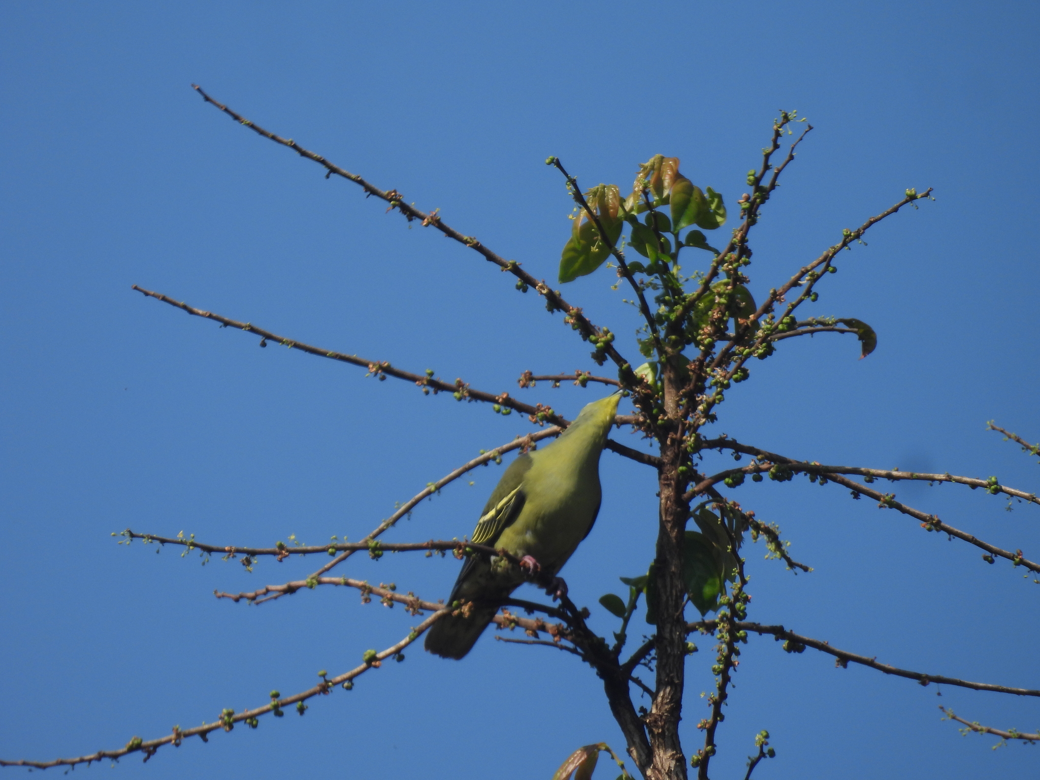 Grey-fronted Green Pigeon (Treron affinis), photo 4
