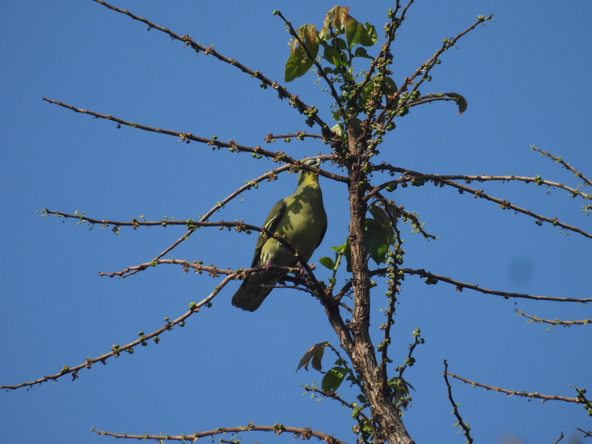 Grey-fronted Green Pigeon (Treron affinis), photo 10