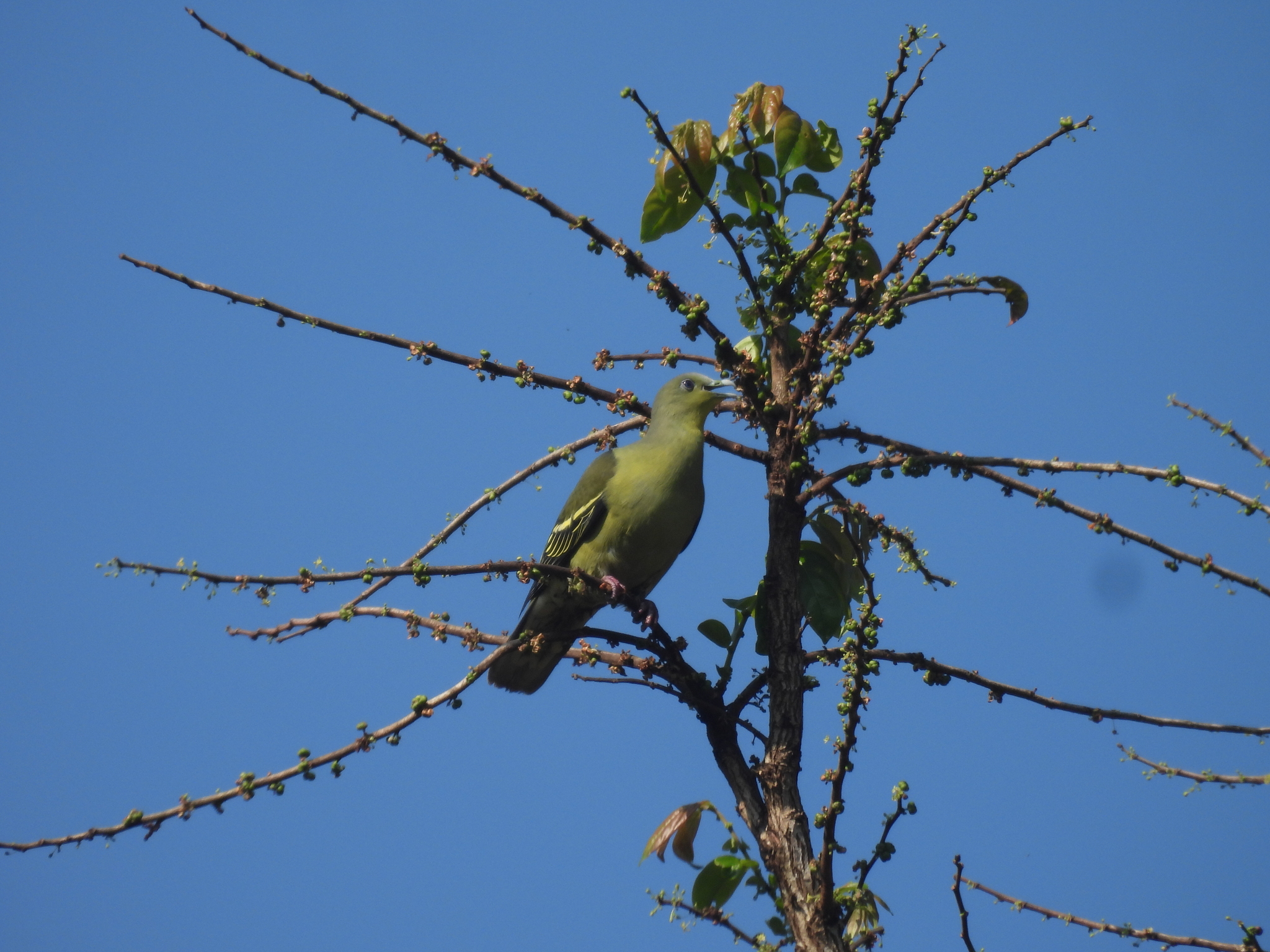 Grey-fronted Green Pigeon (Treron affinis), photo 9