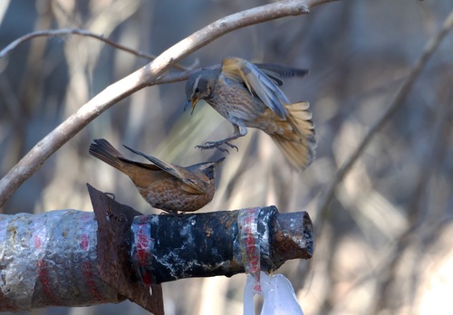 Rostschwanzdrossel (Turdus naumanni)