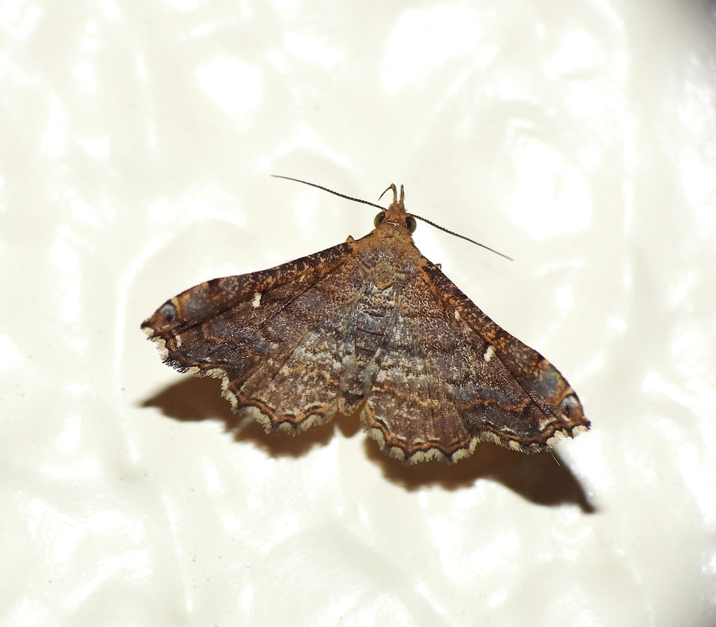 Salia polycletusalis