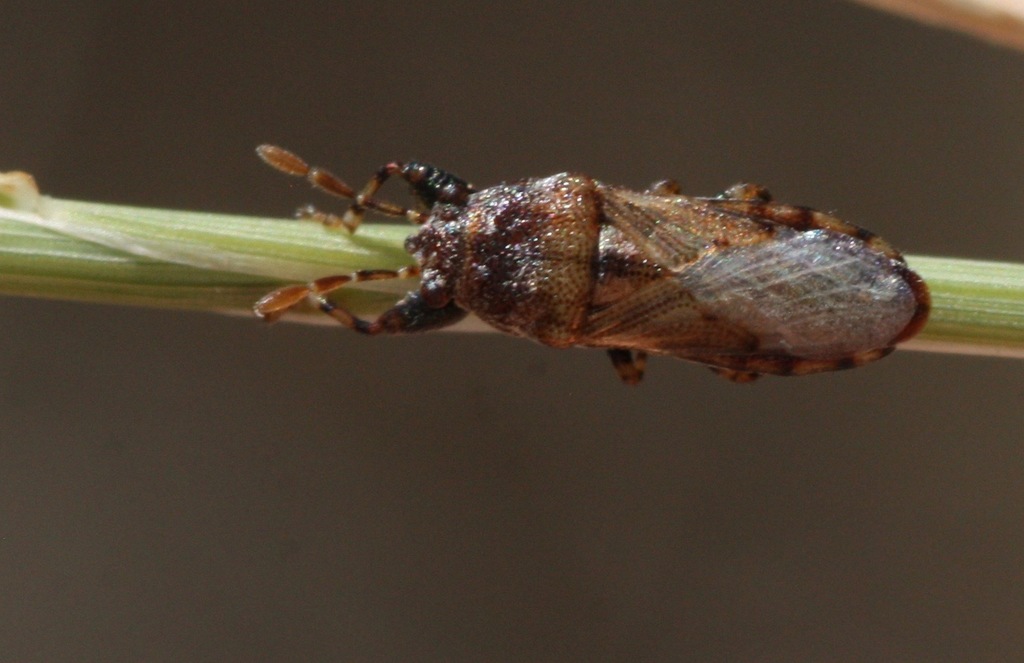 Phlegyas annulicrus