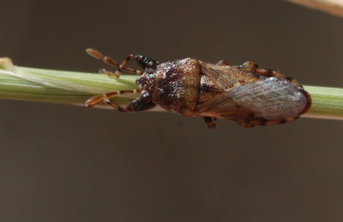 Phlegyas annulicrus